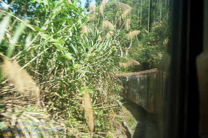 【輕旅行】ONEDAY Tour in 嘉義！跟著森鐵一日遊。圍繞著綠意盎然的森林中~目睹森鐵厲害設計