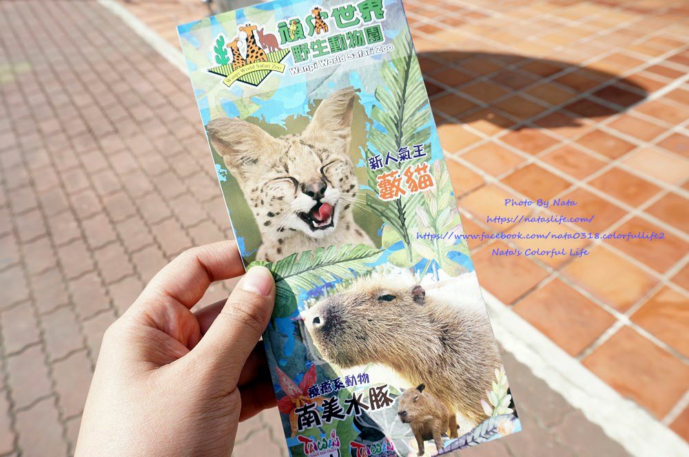 台南旅遊│台南學甲│頑皮世界野生動物園。全台就這有南美水豚近距離餵食秀、還有新人氣王藪(ㄙㄡˇ)貓～增加孩子與動物之間親近