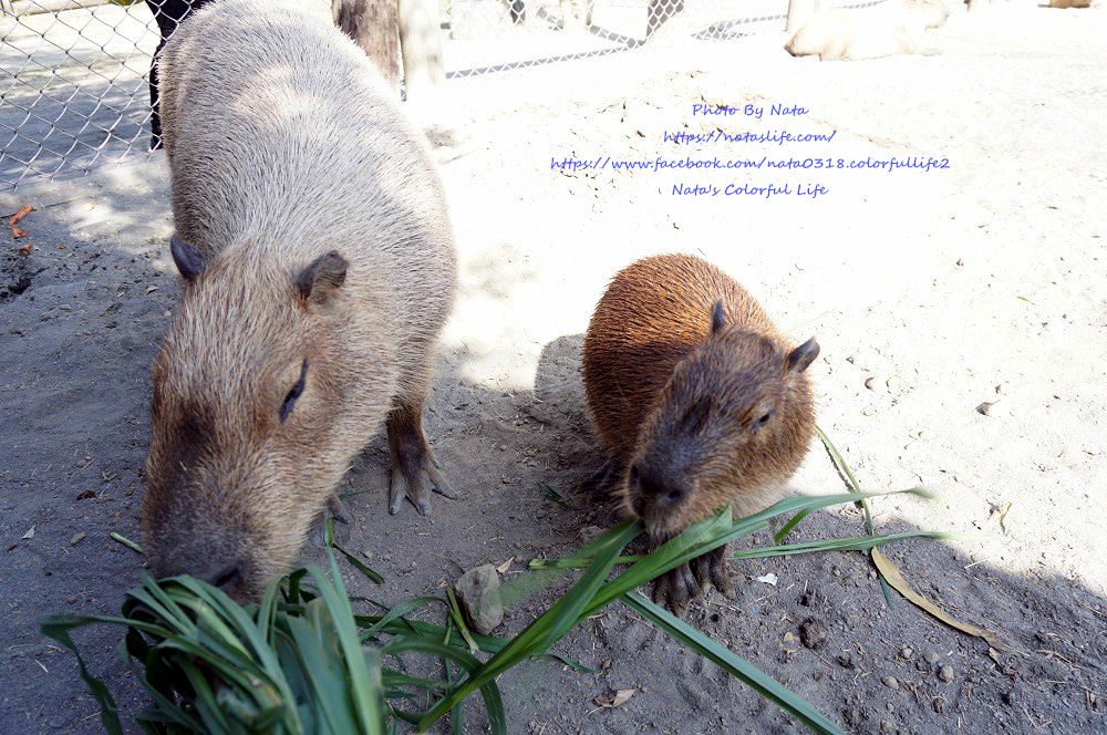 台南旅遊│台南學甲│頑皮世界野生動物園。全台就這有南美水豚近距離餵食秀、還有新人氣王藪(ㄙㄡˇ)貓～增加孩子與動物之間親近