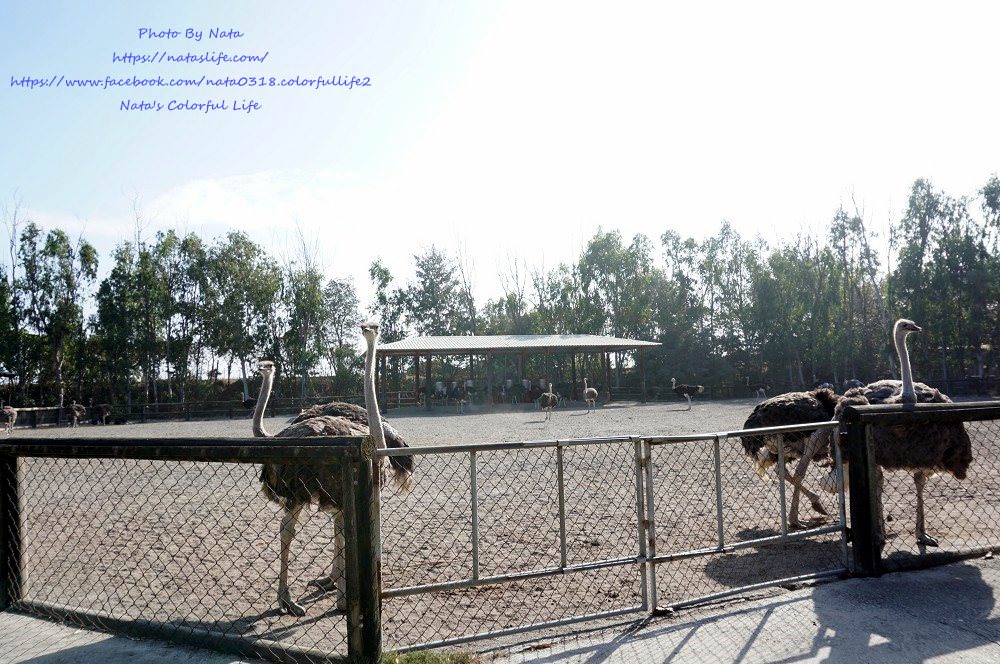 台南旅遊│台南學甲│頑皮世界野生動物園。全台就這有南美水豚近距離餵食秀、還有新人氣王藪(ㄙㄡˇ)貓～增加孩子與動物之間親近