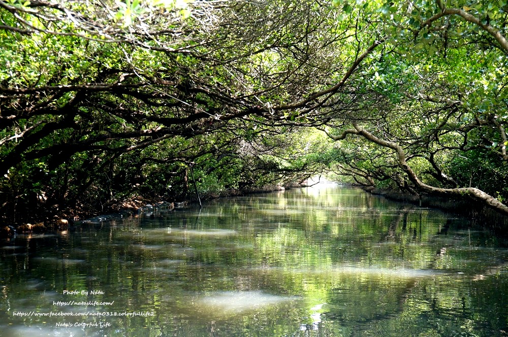 台南景點│四草綠色隧道。人生必去一次的台版亞馬遜河，很有寓教於樂的生態之旅
